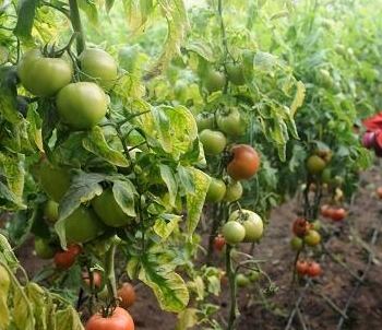 2016年我國啟動(dòng)食用農(nóng)產(chǎn)品合格證管理試點(diǎn)，構(gòu)建農(nóng)產(chǎn)品質(zhì)量安全新防線